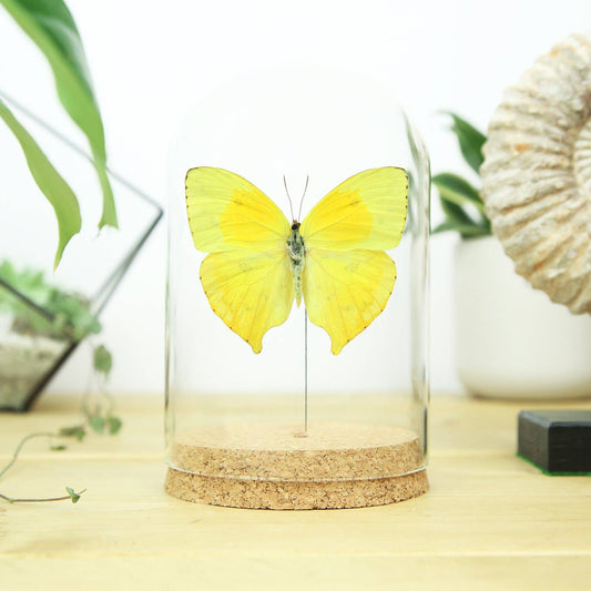 Tailed Sulphur Butterfly Bell Jar